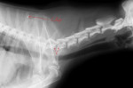 Shady,rottweilerxmechelse herder teef van 12 jaar heeft last van instabiliteit van de hals.Acupunctuur hielp helaas niet